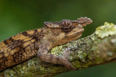 Boehme 'nin Bukalemunu - Kinyongia boehmei, Afrika çalıları ve ormanlarından gelen güzel özel kertenkele, Kenya' ya özgü..