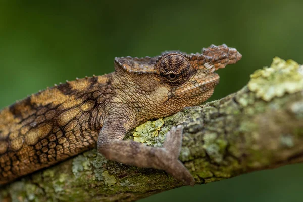 Chameleon Boehme Kinyongia Boehmei Красива Особлива Ящірка Африканських Кущів Лісів — стокове фото
