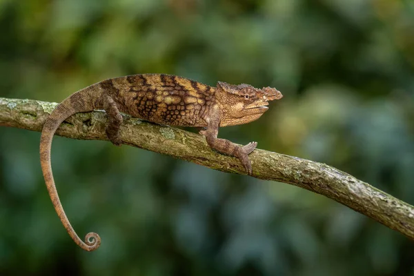 Boehme Chameleon Kinyongia Boehmei Gyönyörű Különleges Gyík Afrikai Bokrokból Erdőkből — Stock Fotó