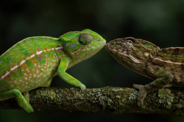 Halı Bukalemunu - Furcifer lateralis, Afrika çalıları ve ormanlarından güzel renkli kertenkele, Madagaskar 'a özgü..
