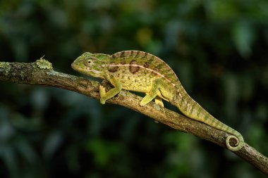 Halı Bukalemunu - Furcifer lateralis, Afrika çalıları ve ormanlarından güzel renkli kertenkele, Madagaskar 'a özgü..