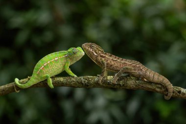 Halı Bukalemunu - Furcifer lateralis, Afrika çalıları ve ormanlarından güzel renkli kertenkele, Madagaskar 'a özgü..
