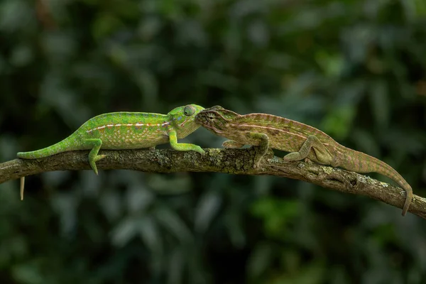 Tapete Camaleão Furcifer Lateralis Belo Lagarto Colorido Arbustos Africanos Florestas — Fotografia de Stock