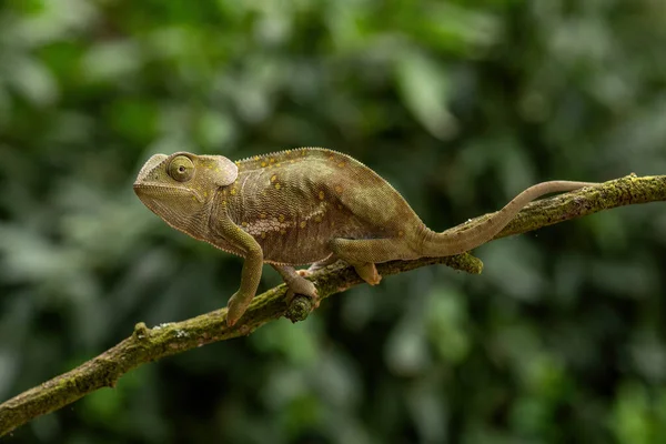 头颈的变色龙 来自乌干达非洲灌木丛和森林的美丽的彩色蜥蜴 Chamaeleo Dilepis — 图库照片