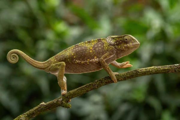 头颈的变色龙 来自乌干达非洲灌木丛和森林的美丽的彩色蜥蜴 Chamaeleo Dilepis — 图库照片
