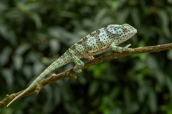 Flap Necked Chameleon Chamaeleo Dilepis Beautiful Colored Lizard African Bushes — Stock Photo, Image