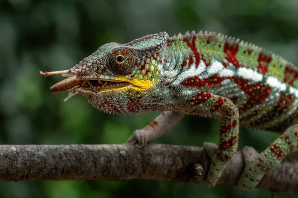 Panther Chameleon Furcifer Pardalis Красива Ящірка Ендемік Чагарників Мадагаскару Тропічних — стокове фото