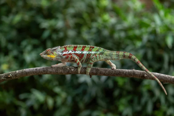 Panther Chameleon Furcifer Pardalis Beautiful Colored Lizard Endemic Madagascar Bushes — Stock Photo, Image