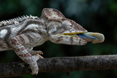 Oustalet 'in Bukalemunu - Furcifer oustaleti, Afrika çalıları ve ormanlarından güzel renkli kertenkele, Kirindi Ormanı, Madagaskar.