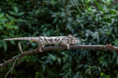 Oustalet 'in Bukalemunu - Furcifer oustaleti, Afrika çalıları ve ormanlarından güzel renkli kertenkele, Kirindi Ormanı, Madagaskar.