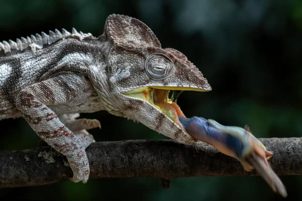 Camaleão Oustalet Furcifer Oustaleti Belo Lagarto Colorido Arbustos Africanos Florestas — Fotografia de Stock