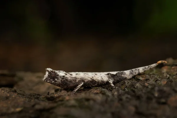 잎으로 장식된 카멜레온 그루프 아프리카 숲에서 발견되는 도마뱀 마다가스카르 북서부 — 스톡 사진