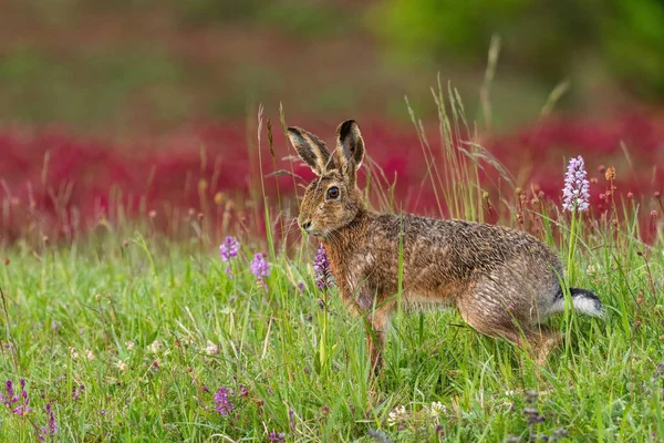 Lebre Europeia Lepus Europaeus Lebre Comum Prados Campos Europeus República — Fotografia de Stock