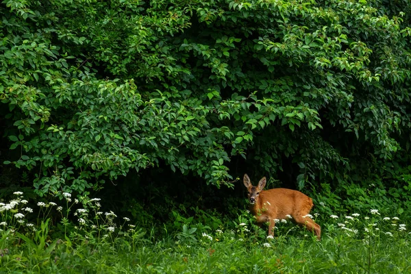 European Roe Deer Capreolus Capreolus Cervo Comune Proveniente Foreste Boschi — Foto Stock