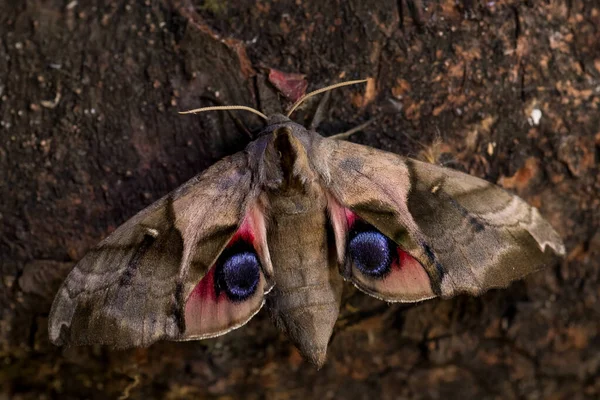 Falena Dagli Occhi Orientali Smerinthus Planus Bella Falena Colorata Proveniente — Foto Stock