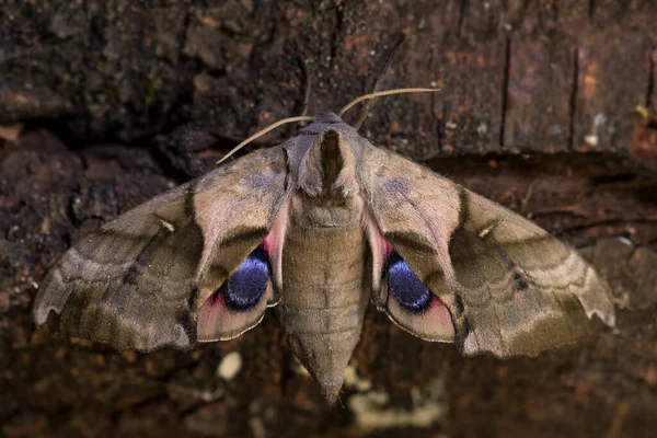 东方之眼鹰嘴象 美丽的彩色蛾 原产于亚洲的林地和森林 — 图库照片