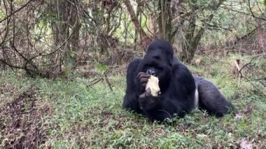 Dağ gorili - Goril beringei, Afrika Montan Ormanları, Mgahinga Goril Ulusal Parkı, Uganda 'da nesli tükenmekte olan popüler büyük bir maymun..