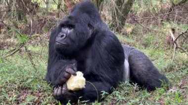 Dağ gorili - Goril beringei, Afrika Montan Ormanları, Mgahinga Goril Ulusal Parkı, Uganda 'da nesli tükenmekte olan popüler büyük bir maymun..