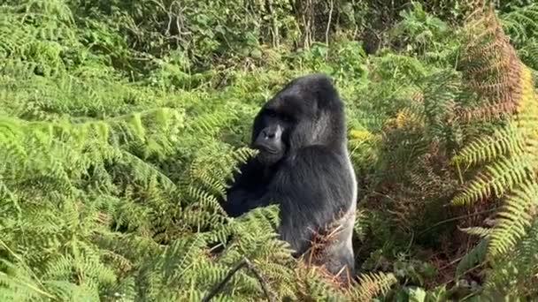 Mountain Gorilla Gorilla Beringei Endangered Popular Large Ape African Montane — Stock Video