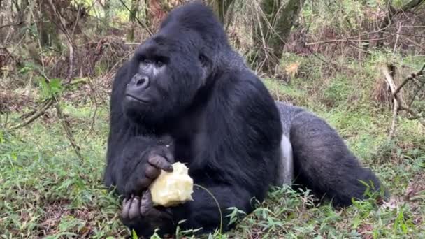 Gorilla Beringei是乌干达Mgahinga Gorilla国家公园非洲山地森林中濒危的大猿 — 图库视频影像