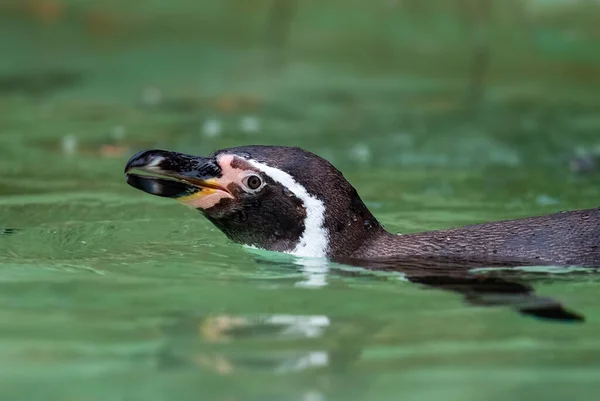 Humboldt Penguin Spheniscus Humboldti Średniej Wielkości Pingwin Południowoamerykańskich Wybrzeży Oceanicznych — Zdjęcie stockowe