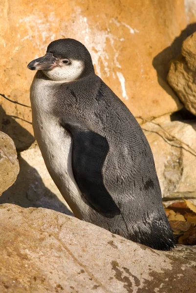 Humboldt Penguin Spheniscus Humboldti Medium Sized Penguin South American Ocean — стоковое фото