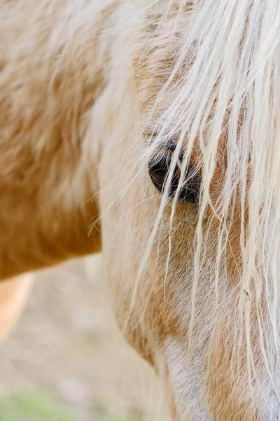 At - Equus ferus caballus, popüler güzel, otlak evcil hayvan, Zlin, Çek Cumhuriyeti.