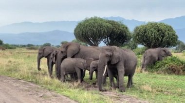 Afrika Bush Fili - Loxodonta africana, Afrika büyük beşlinin ikonik üyesi, Kraliçe Elizabeth Ulusal Parkı, Uganda.