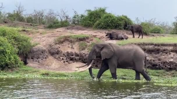 アフリカのブッシュ象 Loxodontaアフリカの象徴的なメンバー5 女王エリザベス国立公園 ウガンダ — ストック動画