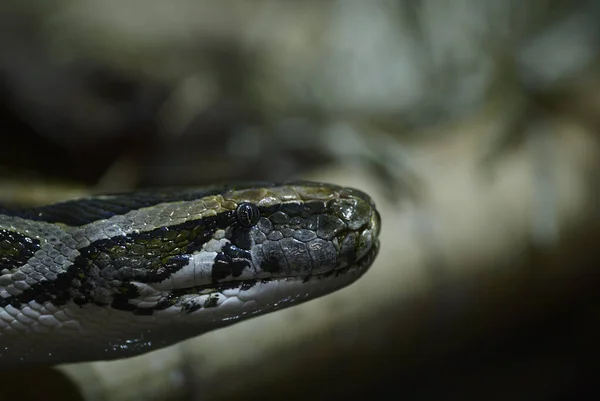 Indian Python Python Molurus Portrait Large Nonvenomous Snake Asian Swamps — стоковое фото