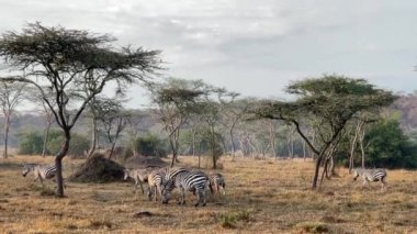 Zebra Ovası - Equus quagga, Afrika savanalarından gelen hayvan gibi popüler at, Mburo Gölü Ulusal Parkı, Uganda.