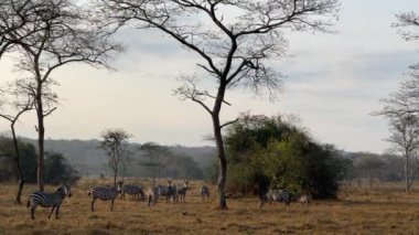 Zebra Ovası - Equus quagga, Afrika savanalarından gelen hayvan gibi popüler at, Mburo Gölü Ulusal Parkı, Uganda.
