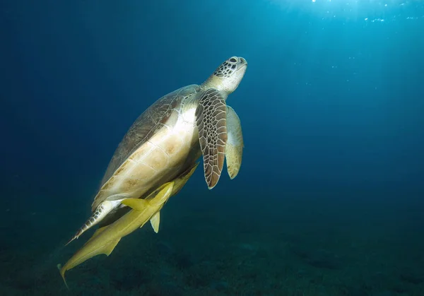 Atlantic Hawksbill Turtle Eretmochelys Imbricata Popular Endangered Sea Animal Atlantic — стокове фото