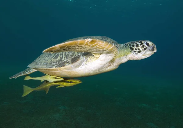 Atlantic Hawksbill Turtle Eretmochelys Imbricata Popular Endangered Sea Animal Atlantic — Zdjęcie stockowe