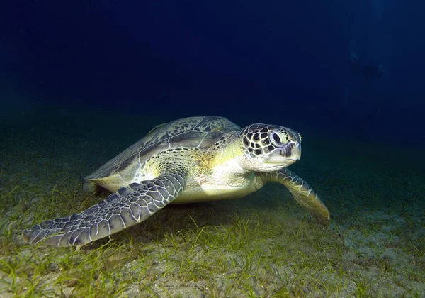 Atlantic Hawksbill Turtle Eretmochelys Imbricata Popular Endangered Sea Animal Atlantic — стоковое фото