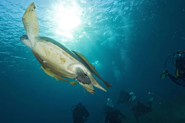 Atlantic Hawksbill Turtle Eretmochelys Imbricata Popular Endangered Sea Animal Atlantic — 스톡 사진