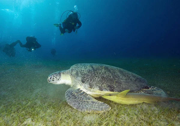 Atlantic Hawksbill Turtle Eretmochelys Imbricata Popular Endangered Sea Animal Atlantic — стокове фото