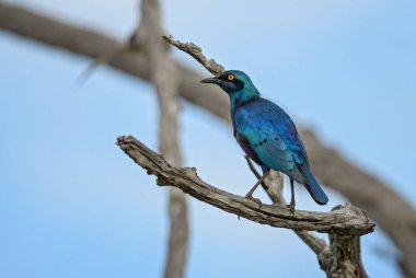 Büyük Mavi Kulaklı Glossy-Starling - Lamprotornis chalybaeus, Afrika ormanlarından, çalılardan ve bahçelerden gelen güzel mavi tüneyen kuş, Taita Hills, Kenya.