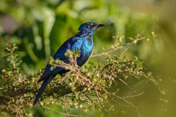 Greater Blue Eared Glossy Starling Lamprotornis Chalybaeus Belo Pássaro Azul — Fotografia de Stock