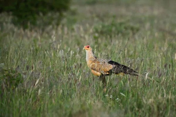 Sekreterare Skytten Serpentarius Ikonisk Fågel Från Afrikanska Savanner Taita Kullar — Stockfoto