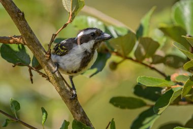 Siyah boğazlı Barbet - Tricholaema melanocephala, Afrika çalıları ve ormanlarından güzel renkli kuş, Taita tepeleri, Kenya.