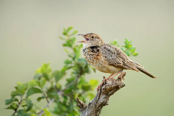 Alondra Nuca Rojiza Mirafra Africana Hermoso Pájaro Pardo Encaramado Sabanas — Foto de Stock