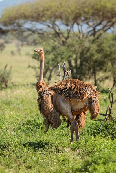 Avestruz Struthio Camelus Belo Pássaro Grande Savanas Arbustos Africanos Colinas — Fotografia de Stock