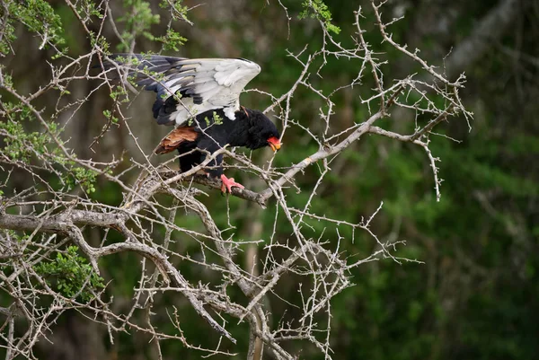 Bateleur Terathopius Ecaudatus Beautiful Colored Bird Prey African Bushes Woodlands — Stock Photo, Image