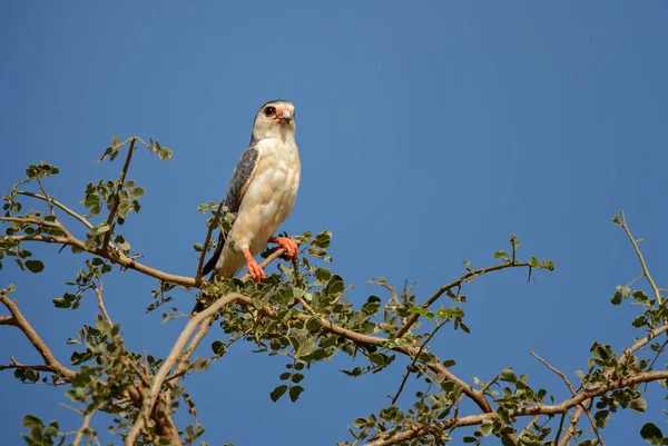 Pygmy Falcon Polihierax Semitorquatus Small Beautiful Bird Prey African Savannahs — Stock Photo, Image