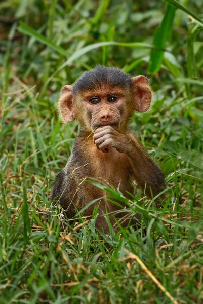 Gele Baviaan Papio Cynocephalus Grote Gemalen Primaat Uit Afrikaanse Savannes — Stockfoto