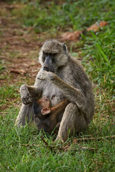 Babuíno Amarelo Papio Cynocephalus Grande Primata Terrestre Savanas Arbustos Africanos — Fotografia de Stock