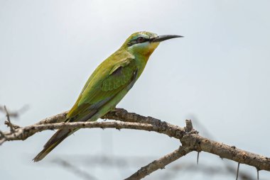 Mavi yanaklı arı yiyici - Merops persicus, Afrika çalıları ve savanalardan güzel renkli kuş, Taita tepeleri, Kenya.