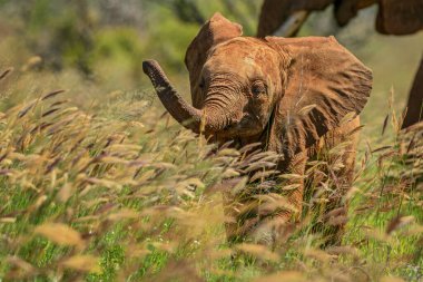 Afrika Çalı Fili - Loxodonta africana, Afrika 'nın ünlü beş üyesi, Taita Hills, Kenya.