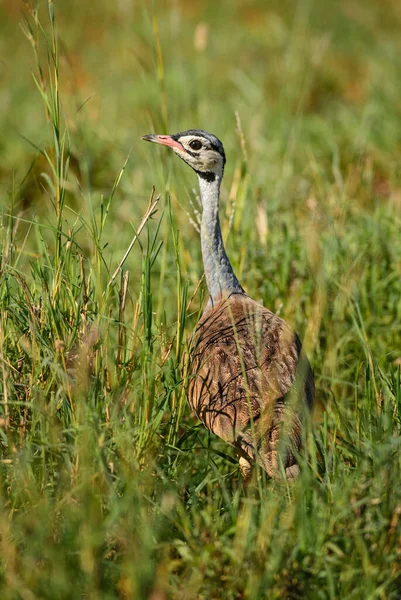 Бустард Білим Животом Eupodotis Senegalensis Дрібний Красивий Бустард Африканських Кущів — стокове фото